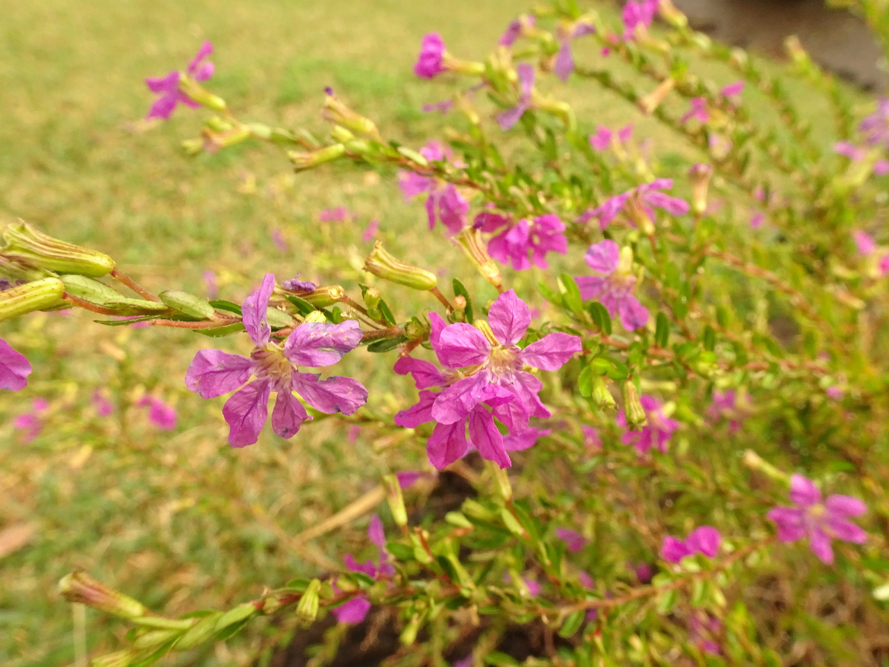 DSC07146