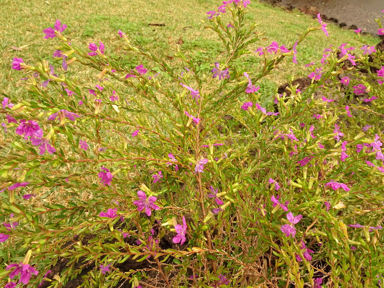 DSC07148