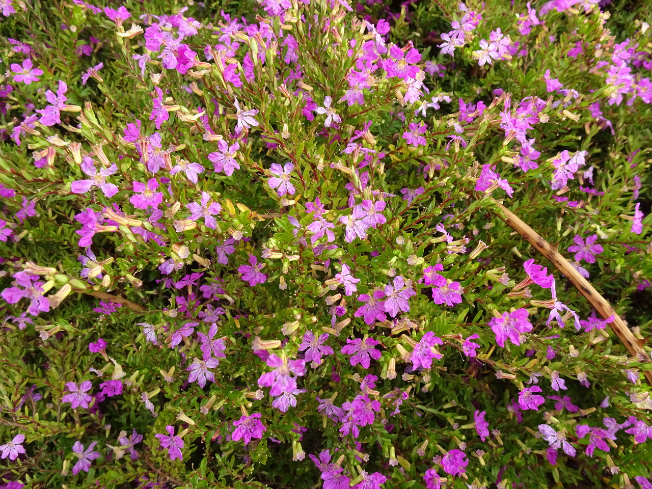 DSC07250