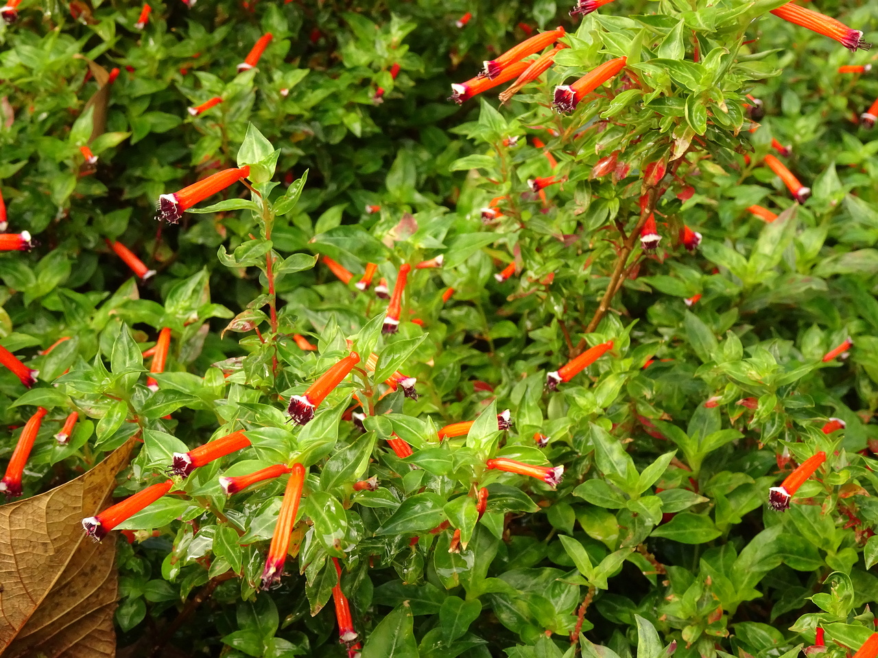 DSC07236