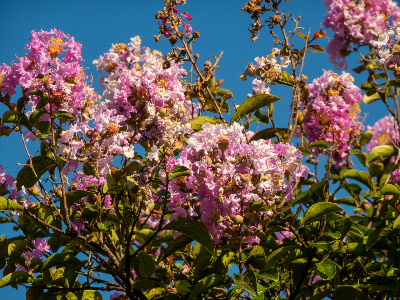 !Lagerstroemia indica _2025-08-18_1-9