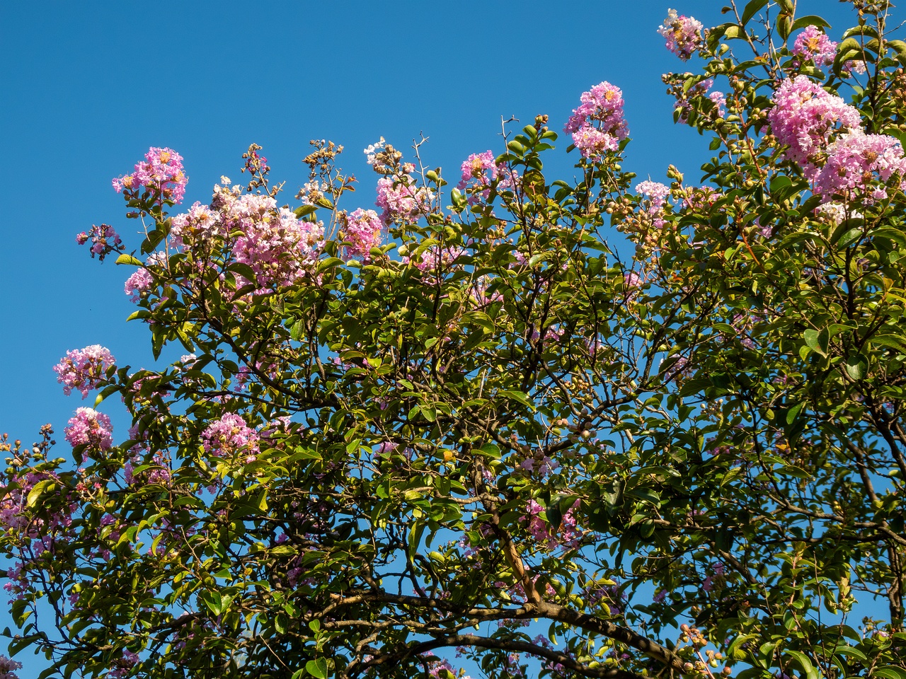 Lagerstroemia indica _2025-08-18_1-1