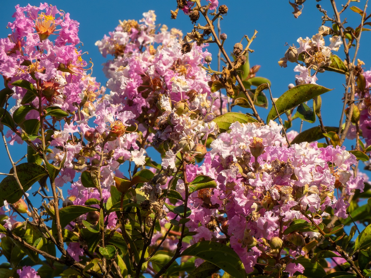 Lagerstroemia indica _2025-08-18_1-10