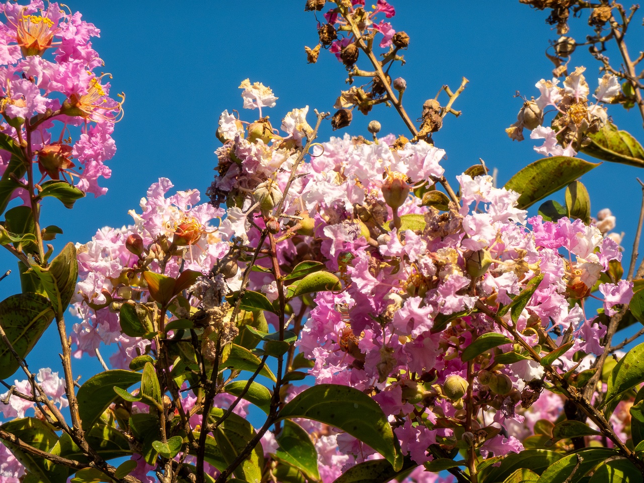Lagerstroemia indica _2025-08-18_1-3