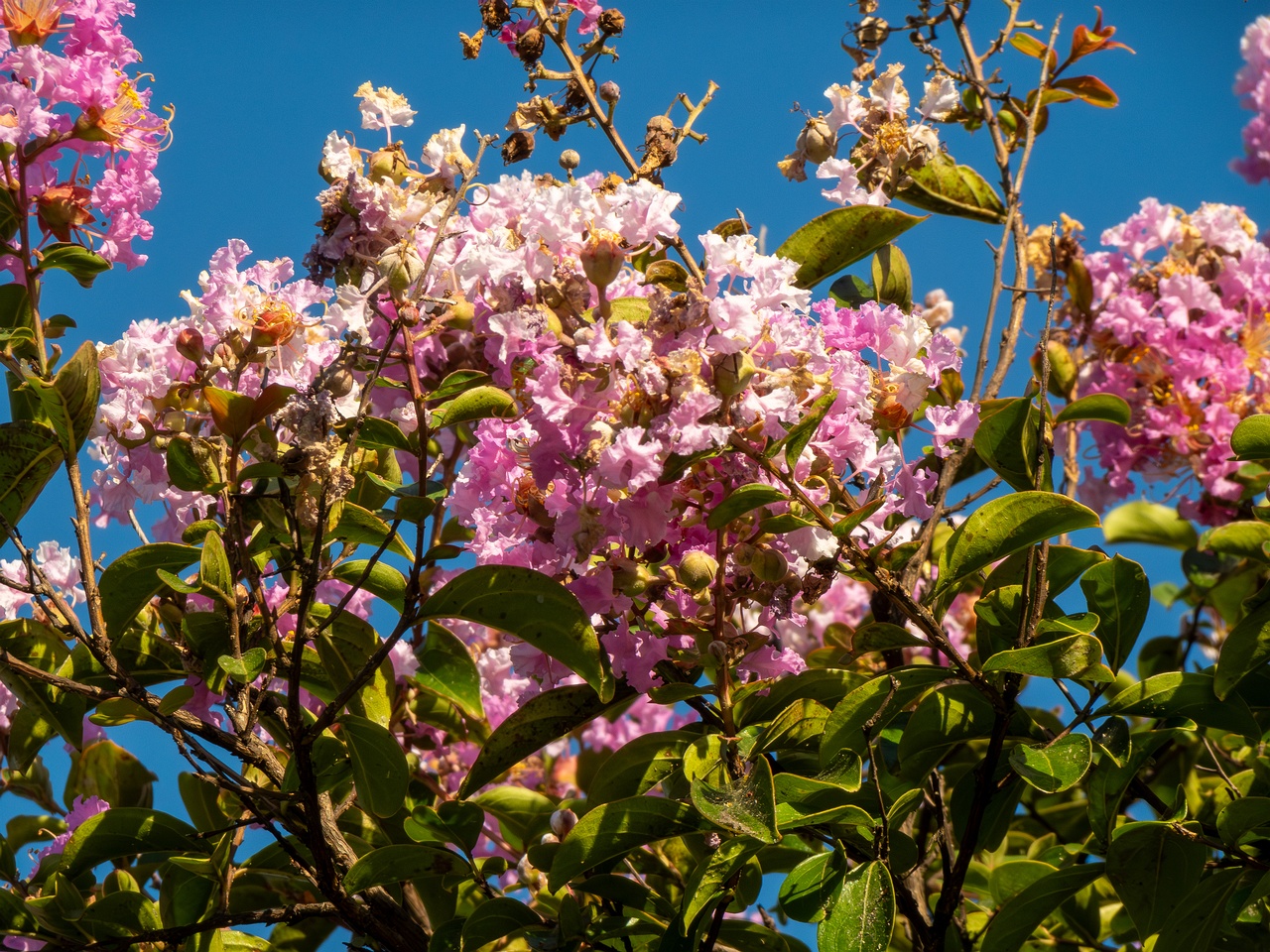 Lagerstroemia indica _2025-08-18_1-4