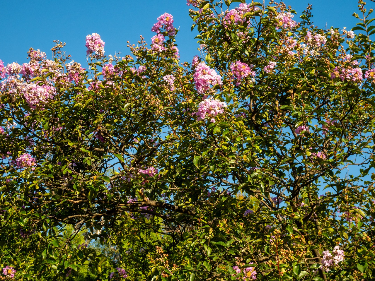 Lagerstroemia indica _2025-08-18_1-5