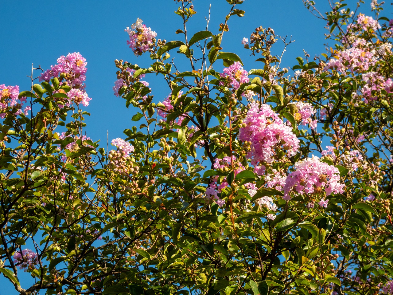 Lagerstroemia indica _2025-08-18_1-6