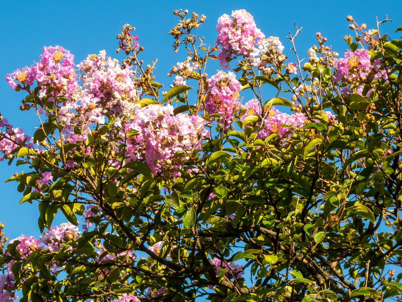 Lagerstroemia indica _2025-08-18_1-8