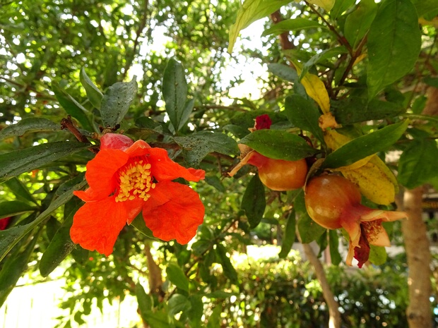 Гранат обыкновенный - Punica granatum