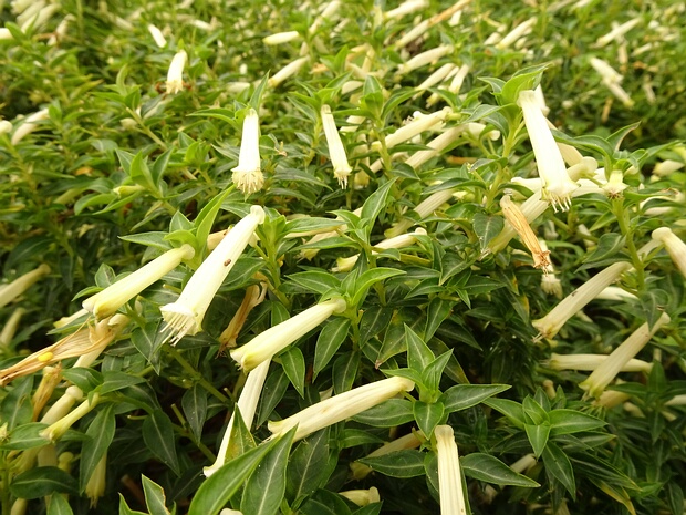 Куфея огненно-красная белая форма - Cuphea ignea f. alba