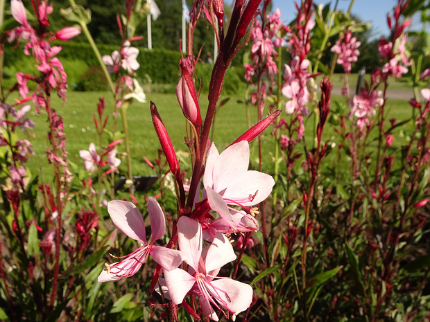 Гаура Линдхеймера 'Гаудрос' - Gaura lindheineri 'Gaudros'