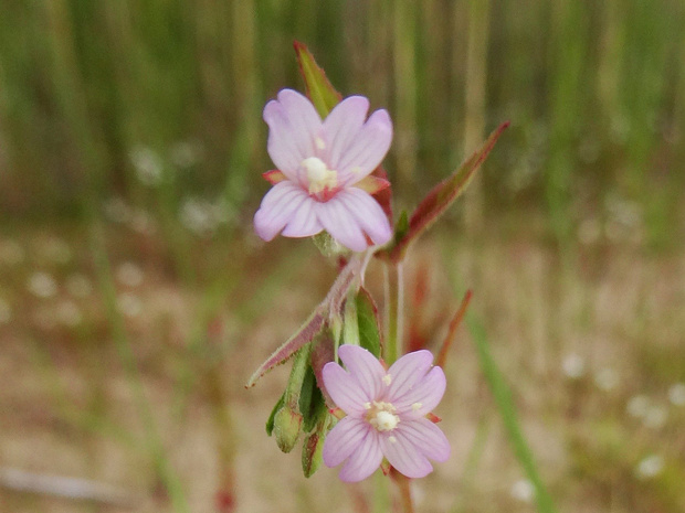 Кипрей болотный - Epilobium palustre