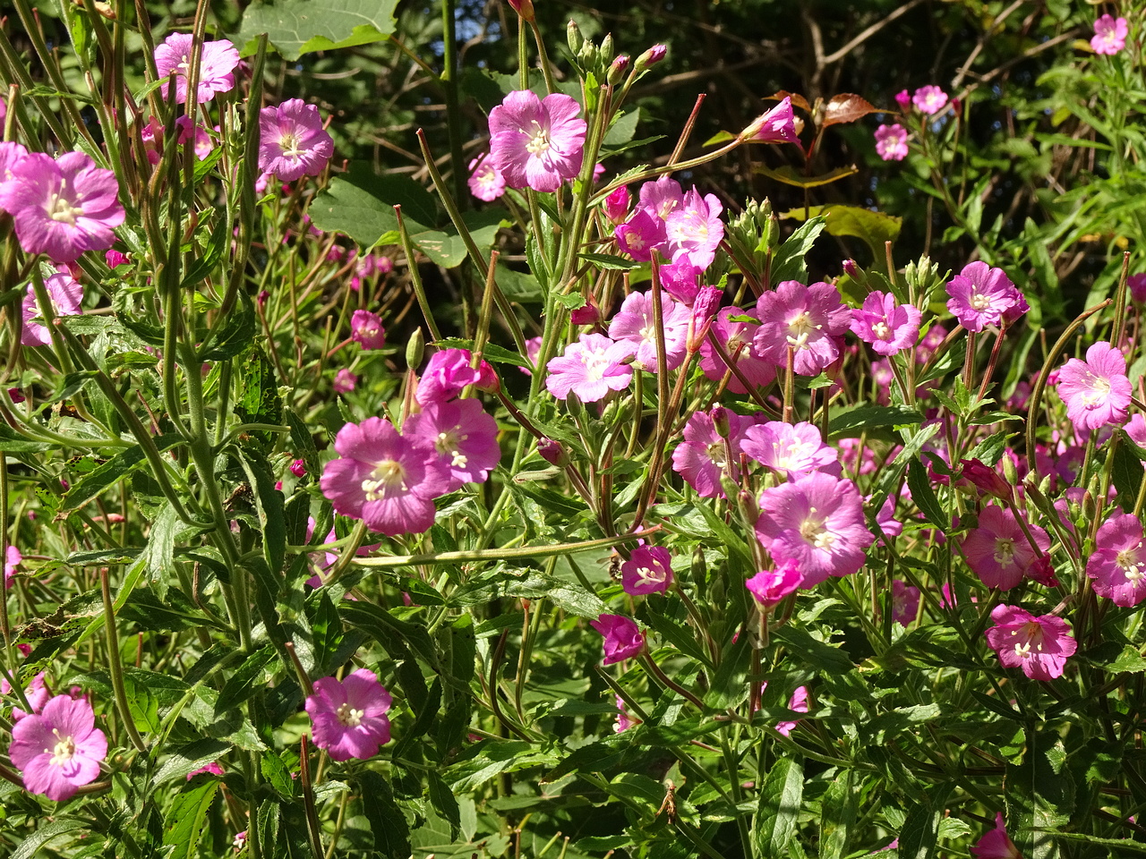 DSC09960