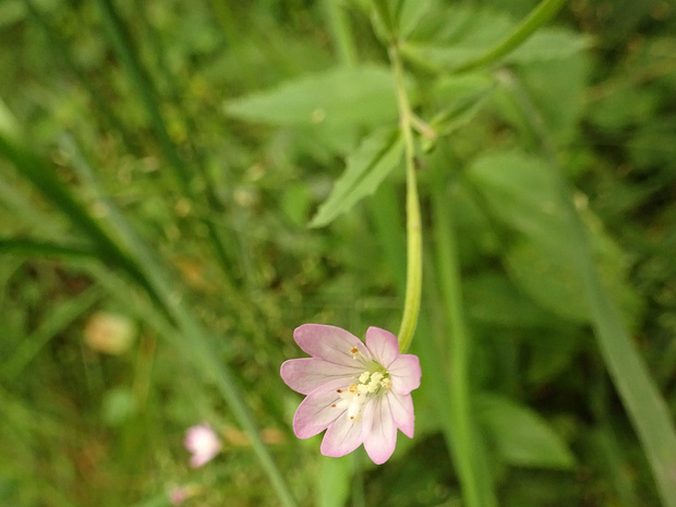 Кипрей железистостебельный - Epilobium adenocaulon