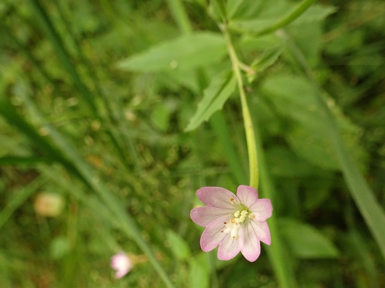 DSC09924