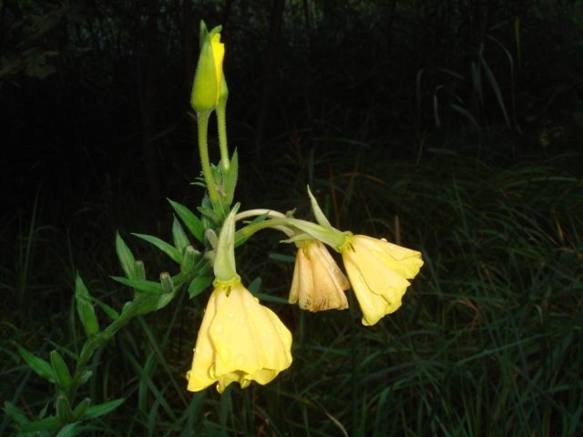 DSC09526