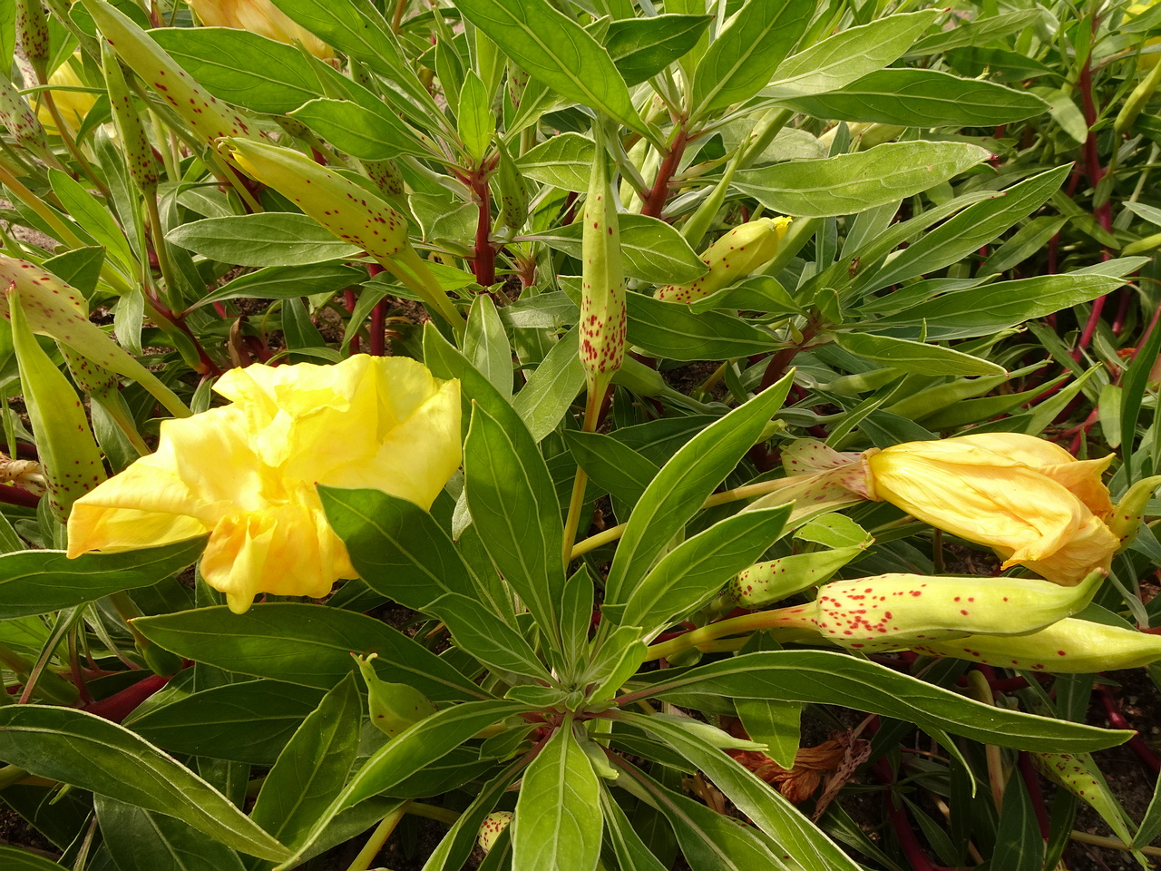 DSC04268