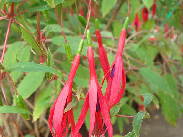 Фуксия магелланская - Fuchsia magellanica