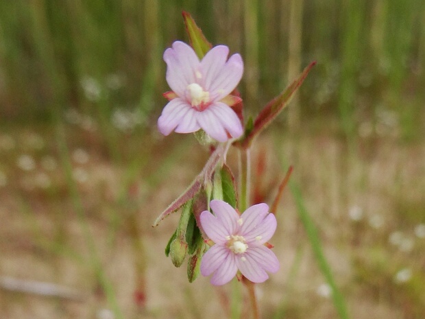 Кипрей болотный - Epilobium palustre
