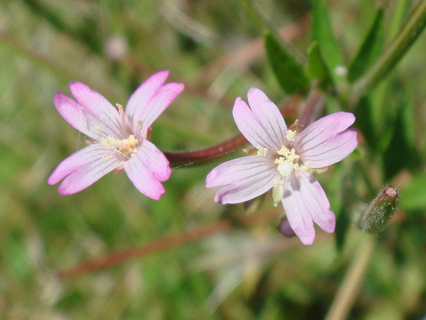 Кипрей горный - Epilobium montanum