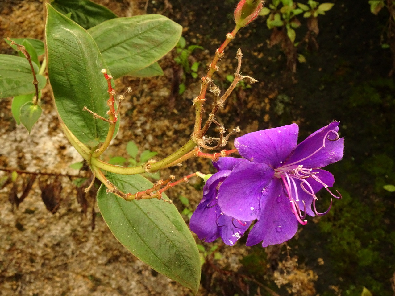 DSC07661