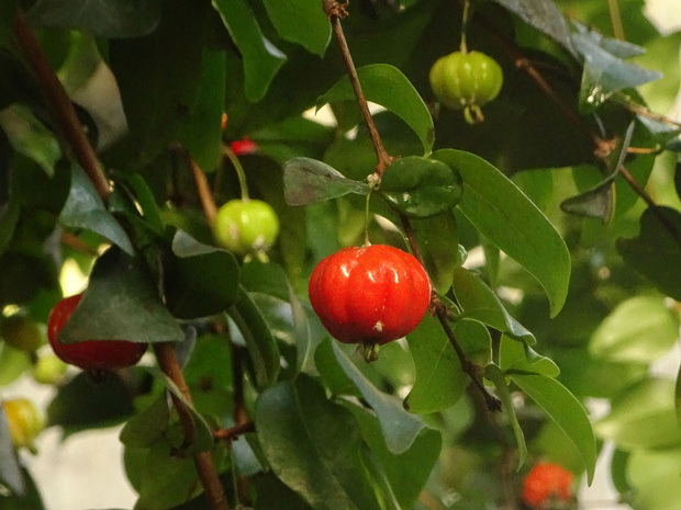 Евгения одноцветковая - Eugenia uniflora