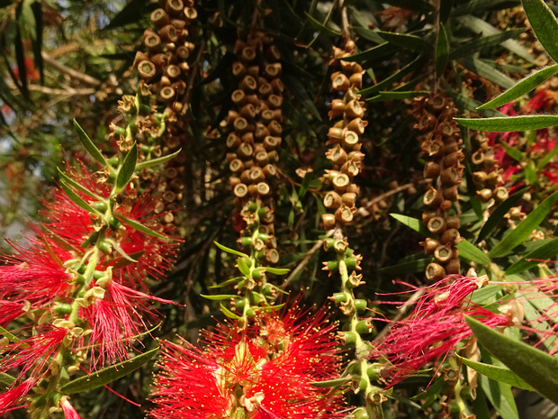 Каллистемон сплетённый - Callistemon viminalis