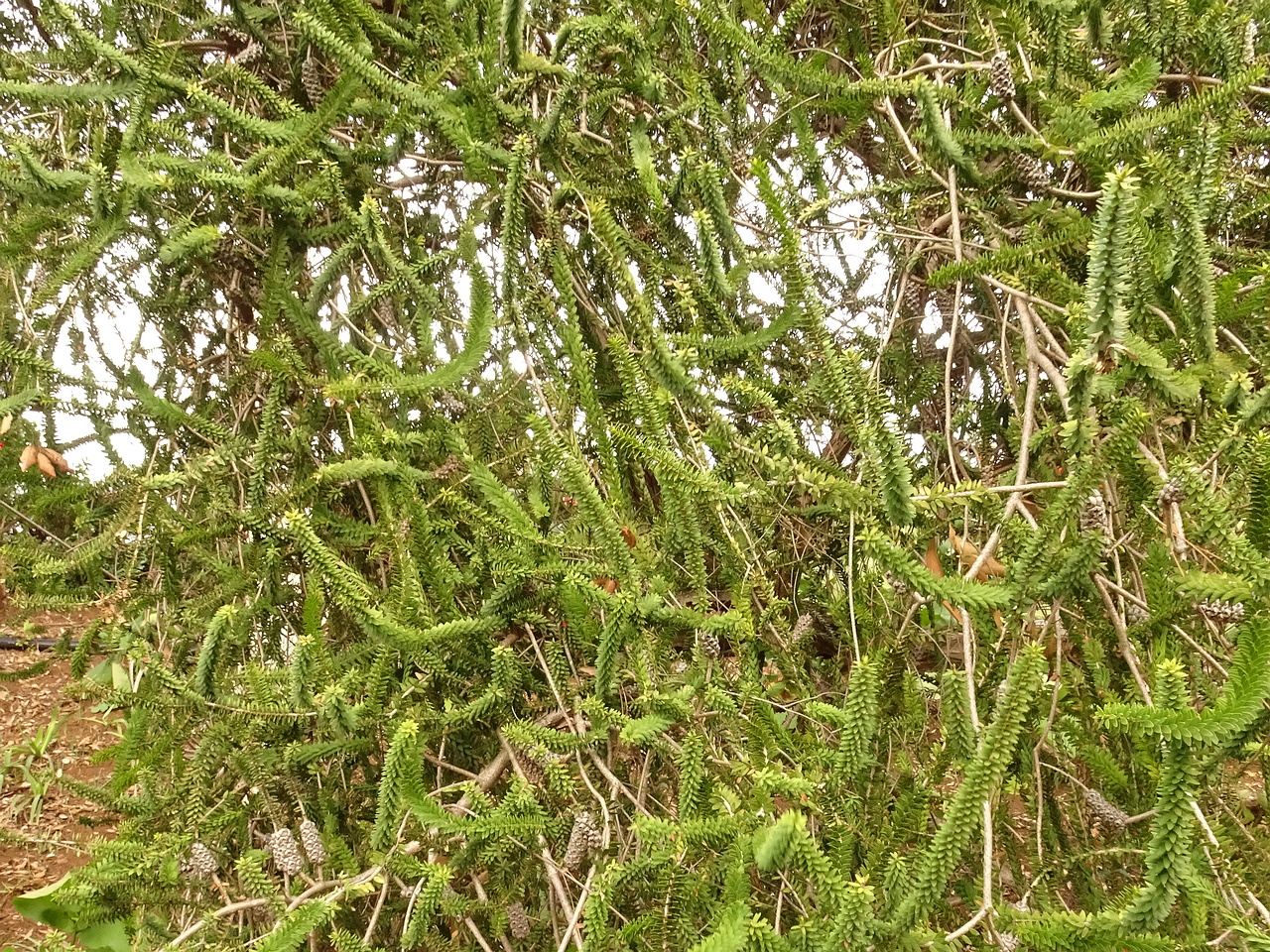 DSC07435