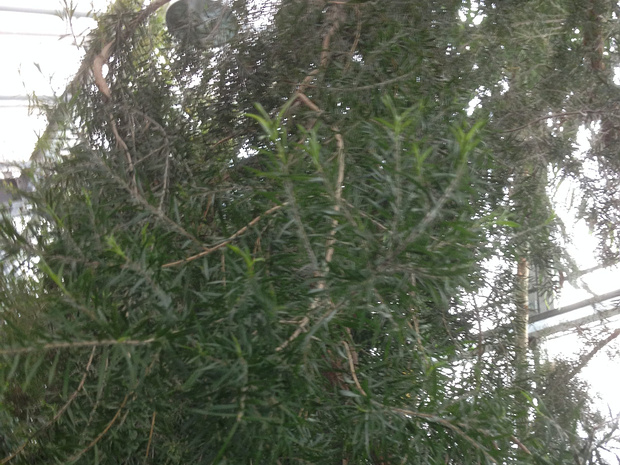 Мелалеука пестролистная - Melaleuca bracteata