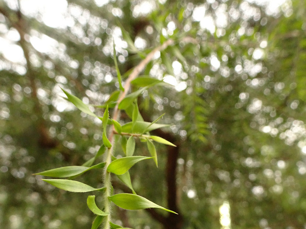 Мелалеука стифелиевая - Melaleuca styphelioides