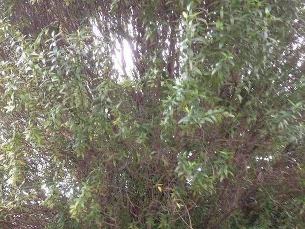 Мирт обыкновенный подвид тарентина - Myrtus communis subsp. tarentina