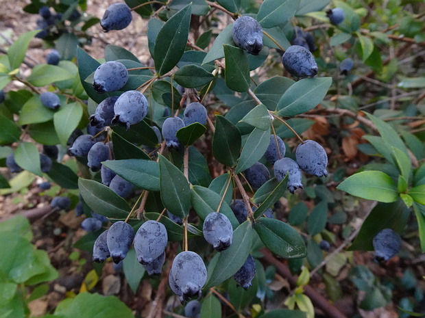 Миртовые - Myrtaceae