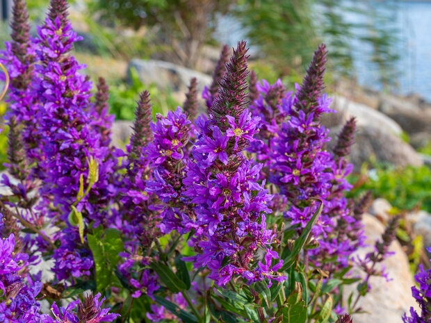 Дербенниковые - Lythraceae Lythraceae is a family of flowering plants, including 32 genera with about 620 species of herbs, shrubs and trees. The...