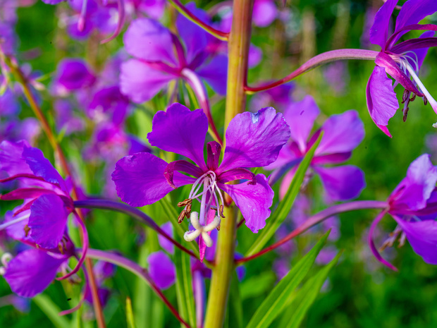 Кипрейные - Onagraceae The Onagraceae are a family of flowering plants known as the willowherb family or evening primrose family. They include...