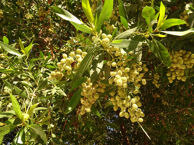 Комбретовые - Combretaceae The Combretaceae are a family of flowering plants in the order Myrtales. The family includes about 530 species of trees,...