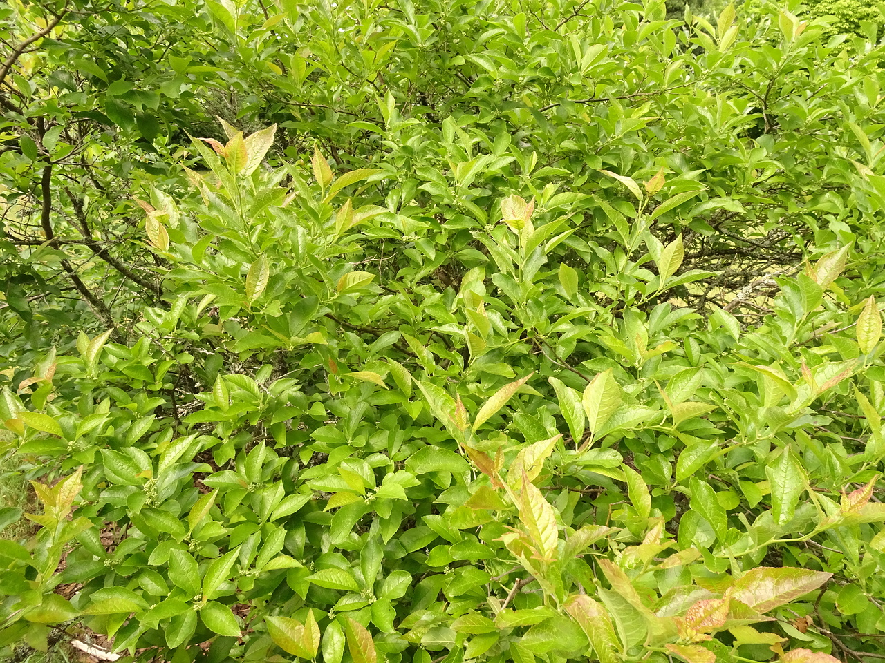 DSC04430