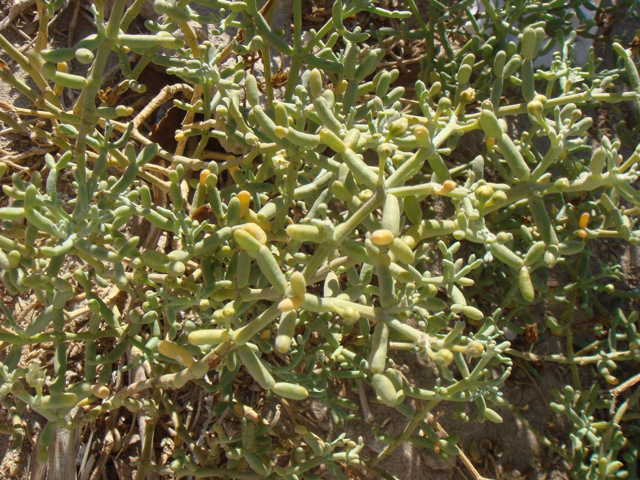 DSC00515