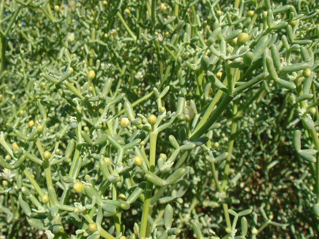 Парнолистник алый - Zygophyllum coccineum