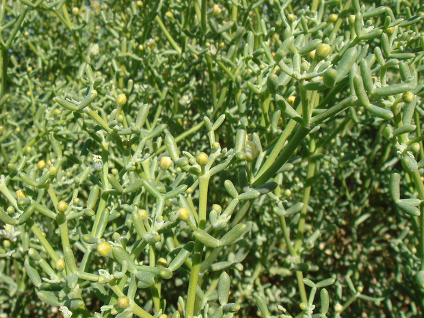 Парнолистниковые - Zygophyllaceae Zygophyllaceae is a family, of flowering plants, that contain the bean-caper and caltrop. The family includes around 285...