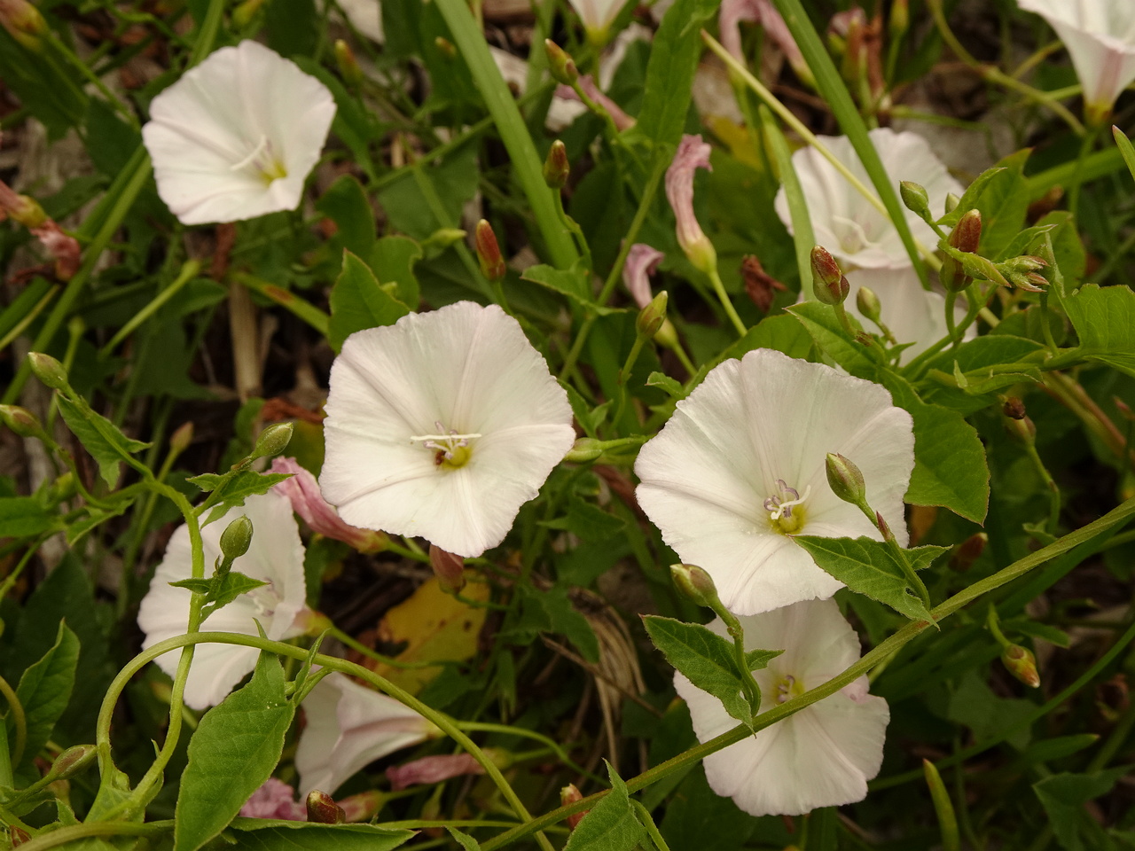 DSC04440