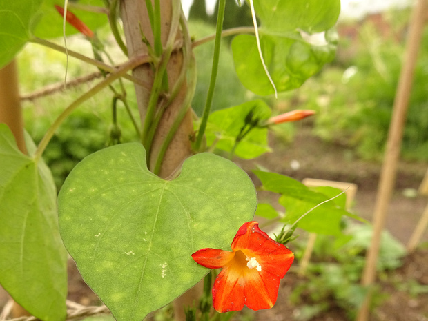 Ипомея огненно-красная - Ipomea coccinea