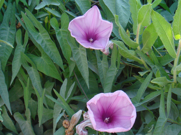 Ипомея узколистная - Ipomoea leptophylla
