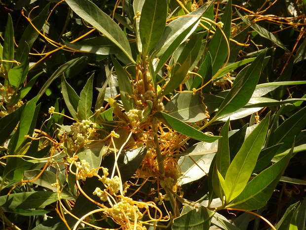 Повилика Гроновия - Cuscuta gronovii