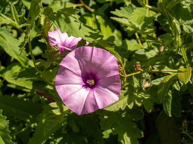 Вьюнок алтеевидный - Convolvulus althaeoides