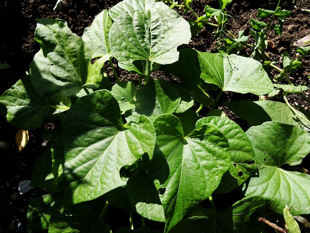 Ипомея батат - Ipomoea batatas