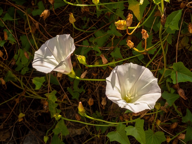 Повой крупнокрышечковый - Calystegia macrostegia