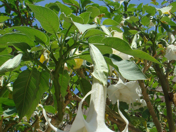 Бругмансия древесная - Brugmansia arborea