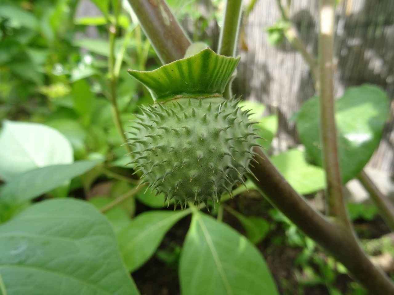 DSC00040