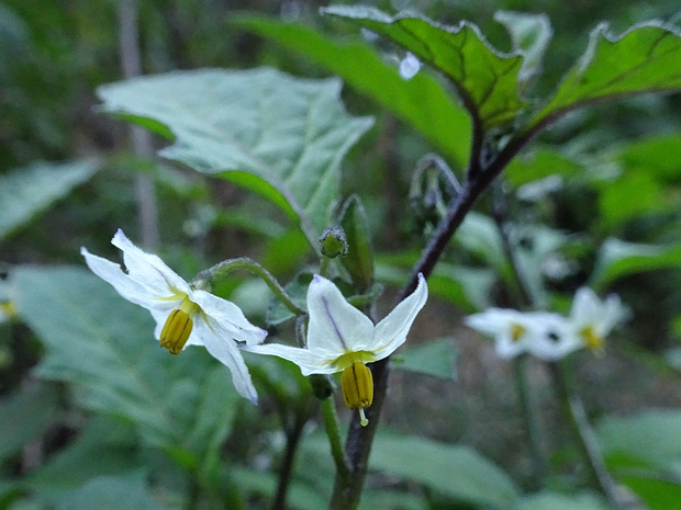 Паслен жёлтый - Solanum luteum