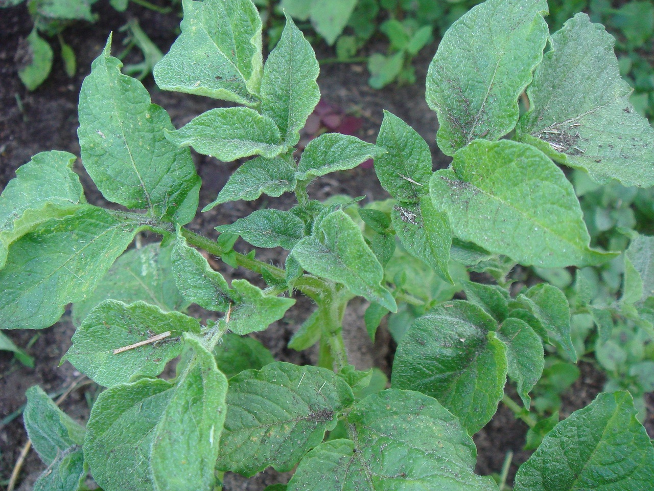 DSC03212